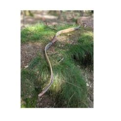 Simon's Bow Company Sunburst Raptor RX Horsebow -Kinetic Sales Store rx3 2